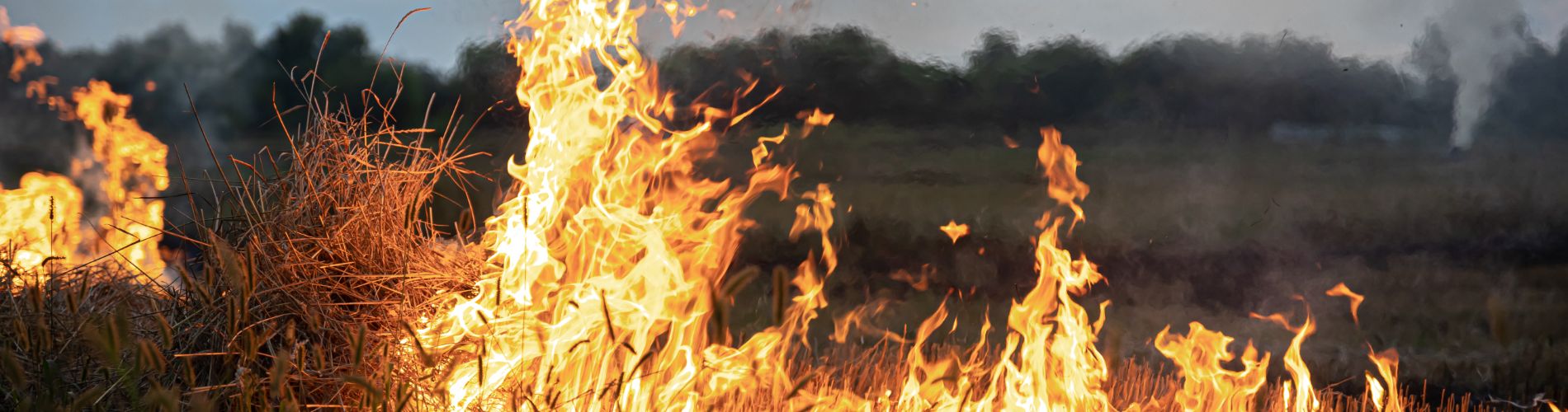fire-steppe-grass-is-burning-destroying-everything-its-path